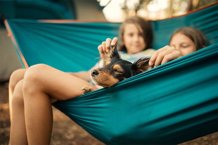 camping with your dog checklist