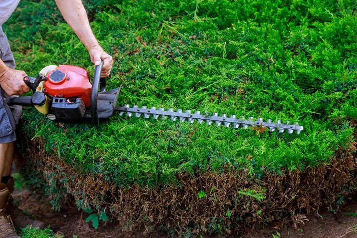 best petrol hedge trimmer for thick branches