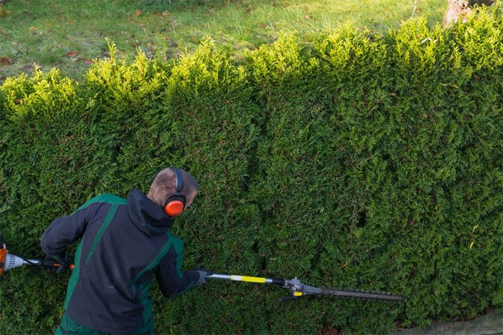 hedge trimmer electric