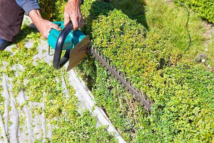 best cordless hedge trimmer to buy