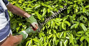 How to Make a Perfect Choice When It Comes to Buying the Best Electric Hedge Trimmer