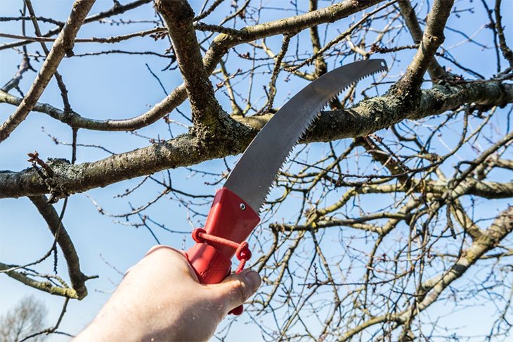 best pruning saw for palm trees