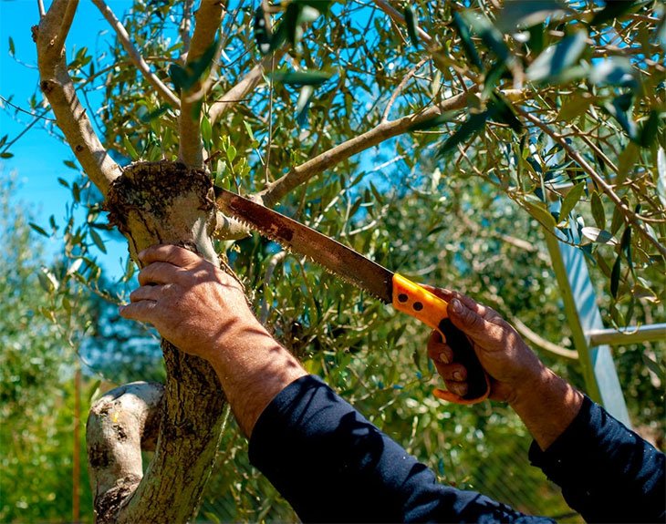 the best tree pruning saw