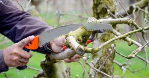Why You Should Invest in the Best Pruning Saw – Ultimate Review