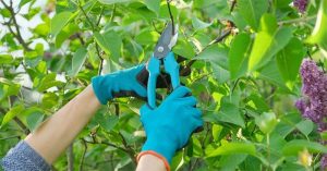 Refresh Your Horticulture With the Best Garden Secateurs