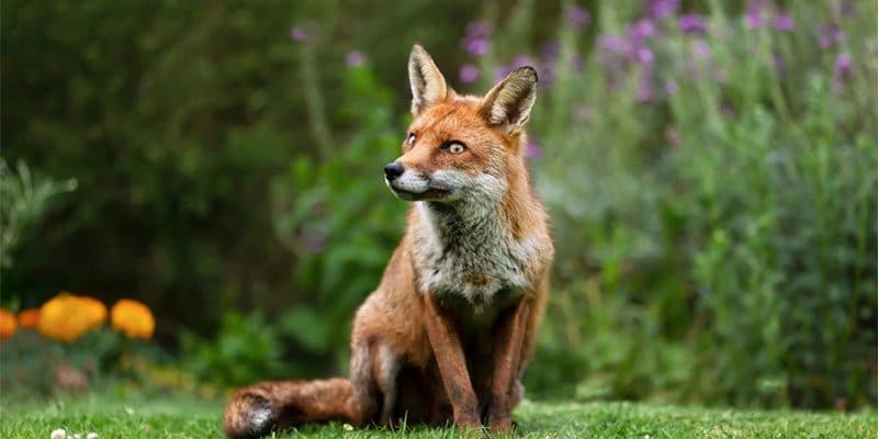 best fox deterrent
