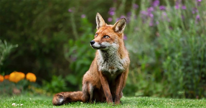 Selecting the Best Fox Deterrent for Your Garden: My Top 8